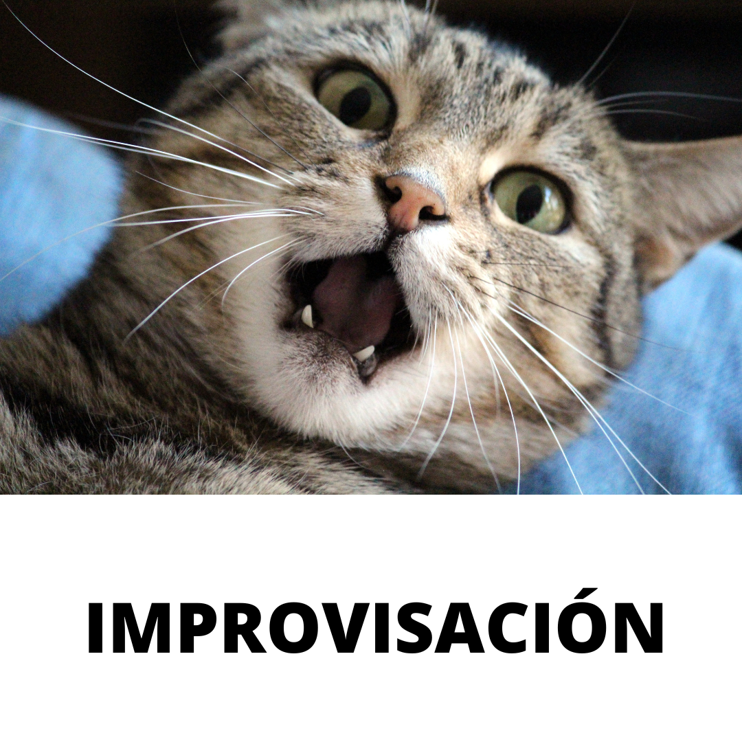 Es la imagen de un gato con cara de susto